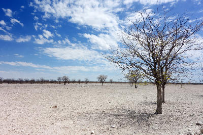 Sparse trees scattered across the white salt-pan plains of Etosha National Park under a blue sky with scattered clouds.