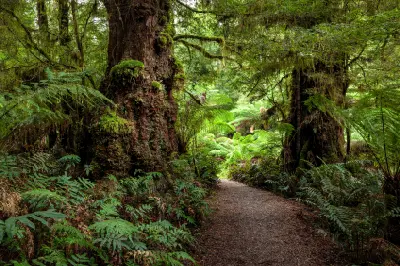 Forest walking trail beneath large trees and tree ferns leading to Beauchamp Falls in the Otways, Victoria.