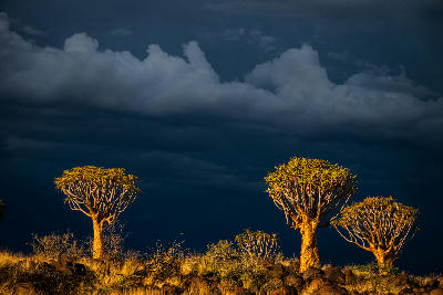 Quiver trees glowing in warm light against dramatic dark storm clouds in the arid landscape of southern Namibia.
