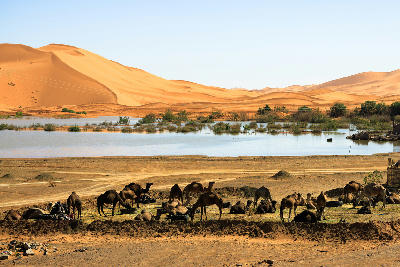 Camels beside seasonal water pools near the Erg Chebbi sand dunes in Merzouga, Morocco.