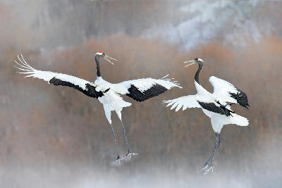 Two red-crowned cranes with wings outstretched facing each other mid-air over a snowy wetland at Tsurui-Ito Tancho Sanctuary.