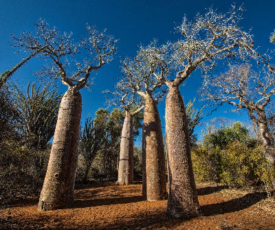 Towering baobab trees rising above red desert soil in Madagascar’s western dry forest landscape