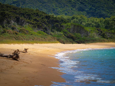 Curved shoreline and driftwood on the golden sand of Tōtaranui Beach with forested hills behind, Abel Tasman National Park, New Zealand.