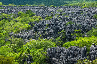Expansive limestone pinnacle landscape and dry forest in Tsingy de Bemaraha National Park, Madagascar