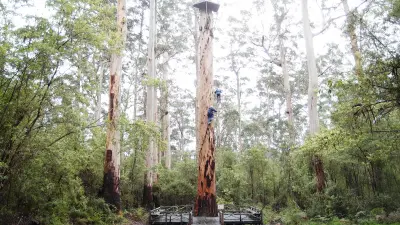 Climbers ascending metal pegs on the tall Gloucester Tree surrounded by karri forest near Pemberton, Western Australia.