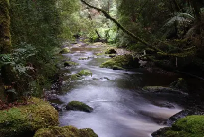 Mossy rainforest stream near Nelson Falls in Franklin-Gordon Wild Rivers National Park, Tasmania.