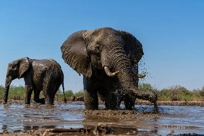 African elephants drinking and bathing in a waterhole at Mashatu Game Reserve in the Tuli Block, Botswana.