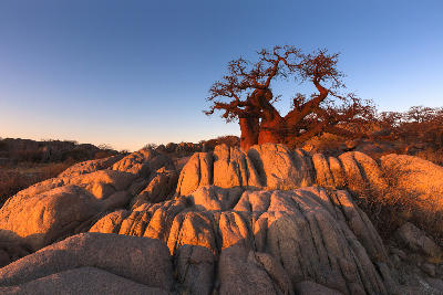 Ancient baobab tree growing among granite boulders at Kubu Island on the edge of the Makgadikgadi salt pans in Botswana.