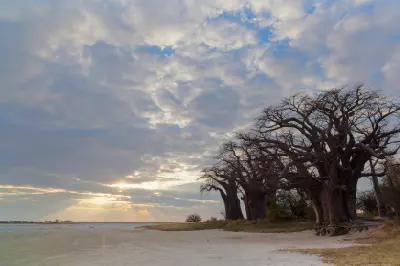Baines Baobabs beside the white salt flats of Nxai Pan under dramatic clouds, Botswana.