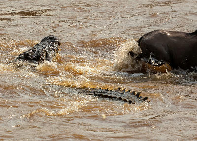 A Nile crocodile attacking a wildebeest during the Great Migration as the herd crosses the Mara River in northern Serengeti National Park, Tanzania.
