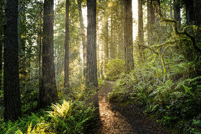 Morning light illuminating tall redwood trees and a forest path in Redwood National Park.