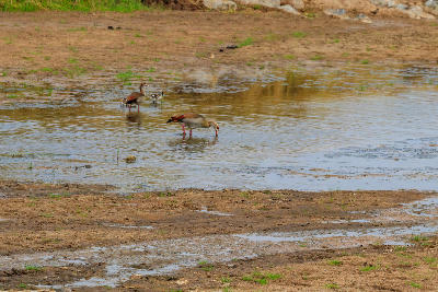 Egyptian geese feeding in the shallow wetlands of Silale Swamp in Tarangire National Park, Tanzania.