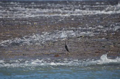 Heron stands on the exposed surface of Montgomery Reef as tidal water flows across the reef.