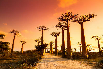 Sunset at Avenue of the Baobabs in Madagascar with giant baobab trees lining a dusty road through dry forest terrain