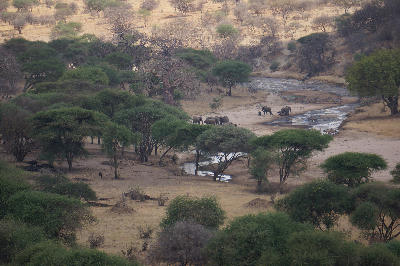 An elevated view of elephants, zebras and wildebeest gathering along the Tarangire River as it winds through acacia woodland in Tarangire National Park, Tanzania.