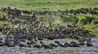 Thousands of wildebeest crossing the Mara River during the Great Migration in Serengeti National Park, Tanzania.