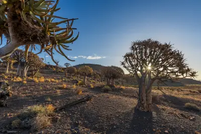 Quiver trees illuminated by golden-hour sunlight at Gannabos Quiver Tree Forest near Nieuwoudtville in the Northern Cape, South Africa.