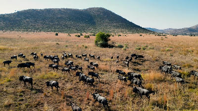 Herd of blue wildebeest crossing open savanna grassland in Pilanesberg National Park with volcanic hills in the background.