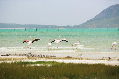 Greater flamingos feeding in the shallow turquoise waters of Langebaan Lagoon in West Coast National Park.