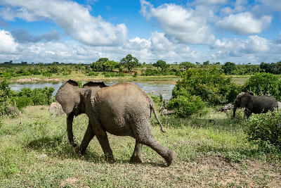 Elephants walking through bushveld vegetation beside the Crocodile River in southern Kruger National Park under a dramatic cloud-filled sky.