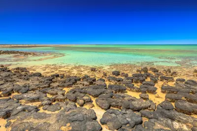 Stromatolite formations spread across the shallow turquoise shoreline at Hamelin Pool in Shark Bay.