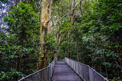 Curving elevated boardwalk leading through dense subtropical forest and tall trees in Minnamurra Rainforest.