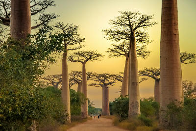 Towering baobab trees lining the dirt road of the Avenue of the Baobabs near Morondava in western Madagascar