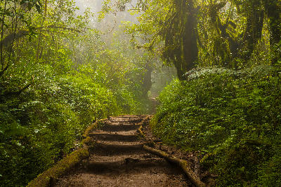 Trail through the lush montane rainforest on the lower slopes of Mount Kilimanjaro at approximately 2,000 metres above sea level, Tanzania.