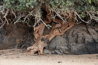 Twisted roots of a shepherd's tree clinging to rocky outcrops near Akkedis Pass in the Richtersveld Cultural and Botanical Landscape.