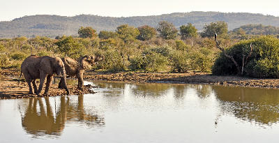 Two elephants drinking at a waterhole in Madikwe Game Reserve with their reflections visible in the water, while an African fish eagle perches on a dead tree in the background.