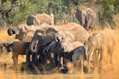 Herd of African elephants drinking from a waterhole in Pilanesberg National Park, South Africa.