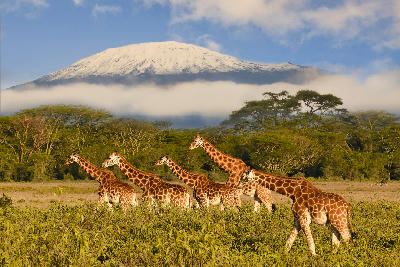 Giraffes walking across the Amboseli plains with snow-capped Mount Kilimanjaro in the background, photographed at approximately 1,150 metres above sea level, Kenya.