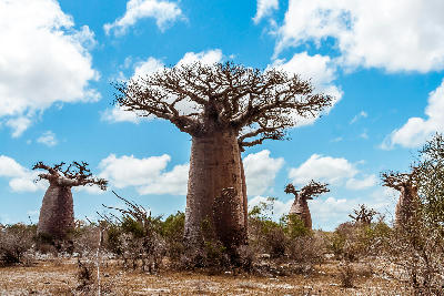 Ancient baobab trees rising above thorny dry forest vegetation near Andavadoaka in western Madagascar