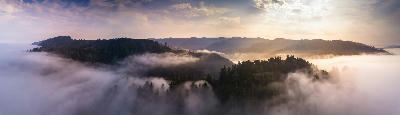 Aerial view of coastal redwood forests emerging from low cloud and mist at sunrise in northern California.