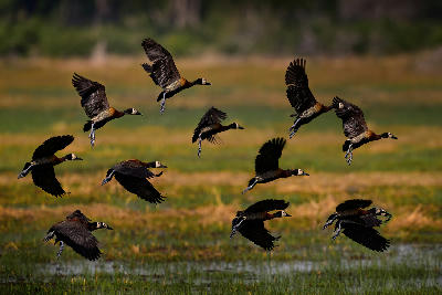 White-faced whistling ducks flying over wetlands along the Khwai River in Botswana's Okavango Delta.