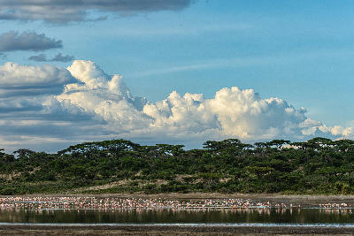 Lesser flamingos gathered along the shores of Lake Ndutu with acacia woodland and dramatic wet-season clouds in the Ndutu Plains, Tanzania.