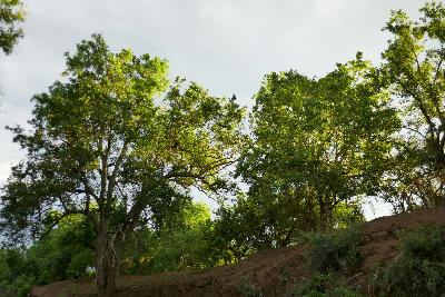 Mature riparian woodland along the Limpopo River in Botswana's Tuli Block, showing the dense riverine forests that characterise the Greater Mapungubwe landscape.