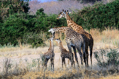 Masai giraffe family with two calves in the dry bushveld of Ruaha National Park, Tanzania.