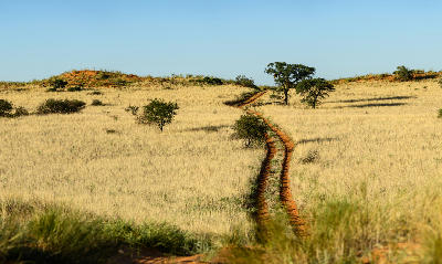A sandy red track crossing open Kalahari grassland with scattered acacia trees and low red dunes near Nossob.