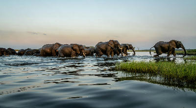 Herd of African elephants crossing the Chobe River at sunset in Chobe National Park, Botswana.