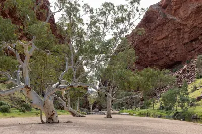River red gums grow along the sandy creek bed beneath the red rock walls of Simpsons Gap.