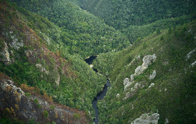 View into the forested Bloukrans River Gorge near Nature's Valley, showing steep cliffs and indigenous vegetation on South Africa's Garden Route.