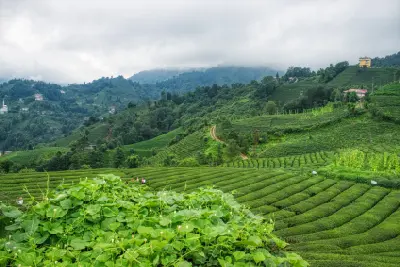 Lush terraced tea fields across mist-covered hills in Çeçeva village, Rize Province, Turkey.
