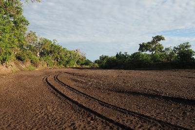 Vehicle tracks in the dry Limpopo River riverbed in Botswana's Tuli Block, bordered by riparian woodland and characteristic sandy channels of the Greater Mapungubwe landscape.
