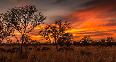 Orange and red sunset over acacia trees and grassland in Madikwe Game Reserve, North West Province, South Africa.