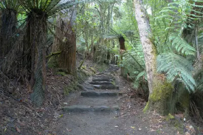 Lush green temperate rainforest with tall trees and dense ferns in Mount Field National Park, Tasmania.