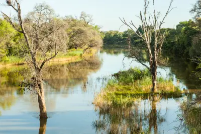 Calm waters of the Limpopo River flowing through riverine woodland near Mapungubwe National Park.