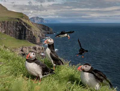 Faroe Islands puffins on coastal cliffs