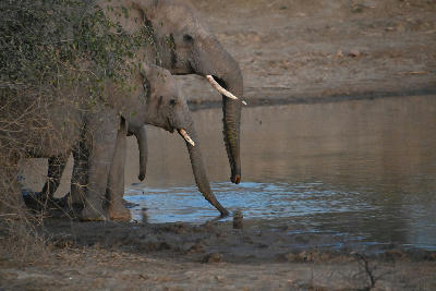 Two elephants standing at the edge of a muddy waterhole in Madikwe Game Reserve, drinking with their trunks extended into the water while partially sheltered by riverside vegetation.