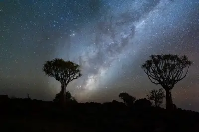 Silhouetted quiver trees beneath the Milky Way in the dark desert skies of southern Namibia.